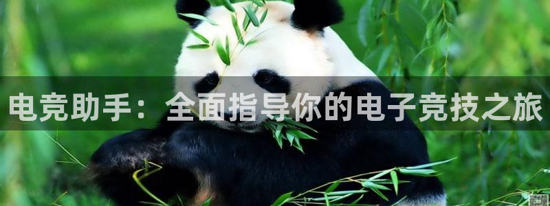 MK电竞官网：电竞助手：全面指导你的电子竞技之旅